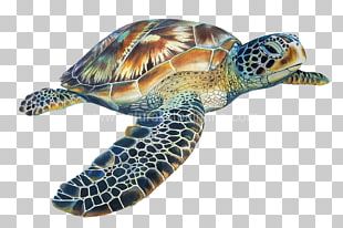 Sea Turtle Tortoise Emydidae PNG, Clipart, Animal, Animals, Background ...