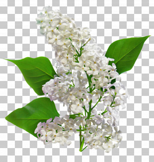 1 May Cut Flowers Plant Stem Lily Of The Valley PNG, Clipart, 1 May ...