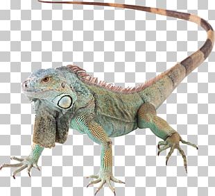 Reptile Common Wall Lizard Green Iguana PNG, Clipart, Agamidae ...