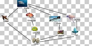 Everglades Food Chain Food Web Swamp PNG, Clipart, Angle, Animals ...