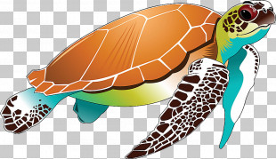 Hawksbill Sea Turtle Green Sea Turtle PNG, Clipart, Animal, Animals ...