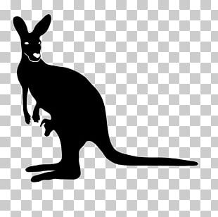 Kao The Kangaroo Australia Red Kangaroo PNG, Clipart, Animal, Animals ...