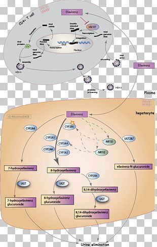 Asfotase Alfa Enzyme Replacement Therapy Strensiq Hypophosphatasia ...