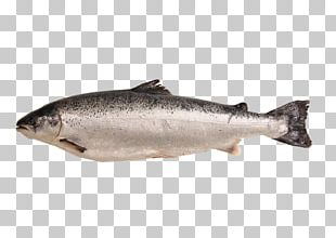 Sardine Smoked Salmon Fish Products Atlantic Salmon PNG, Clipart ...