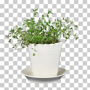 Sword Fern Houseplant Plants Viper's Bowstring Hemp PNG, Clipart, Free ...