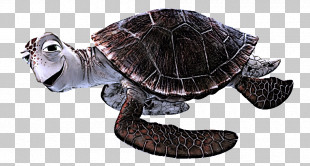 Common Snapping Turtle Box Turtles Tortoise Sea Turtle PNG, Clipart ...