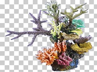 Coral Reef Sea Ocean PNG, Clipart, Aquarium, Aquarium Decor, Background ...