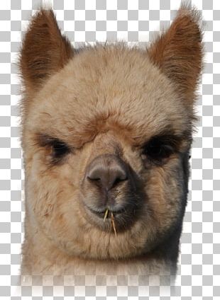 Llama Alpaca VicuÃ±a Fur Snout PNG