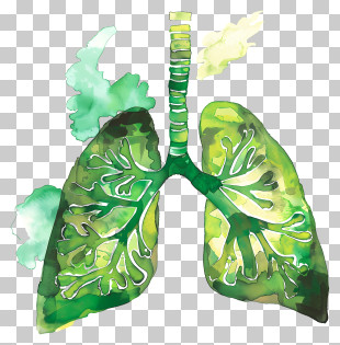 World Asthma Day - Artistic Green Watercolor Lungs Illustration PNG