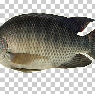 Nile Tilapia Fish Oreochromis Aureus Nile Perch PNG, Clipart, Animals