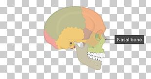 Skull Bone Human Skeleton Jaw PNG, Clipart, Bone, Computer, Computer ...