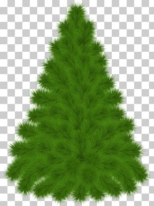 Black Pine Tree Pinus Contorta PNG, Clipart, Black And White, Black ...