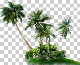 Asian Palmyra Palm Coconut Palm Trees Babassu Stock Photography PNG ...