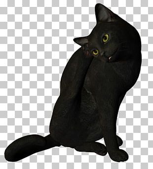 Korat Chartreux Black Cat Domestic Short-haired Cat Whiskers PNG