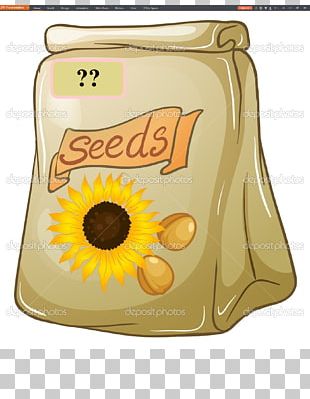 Sunflower Seed PNG