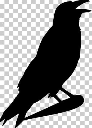 Crow Common Raven PNG