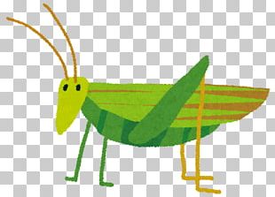 Insect Locust PNG, Clipart, Animals, Art, Caelifera, Color, Creative ...