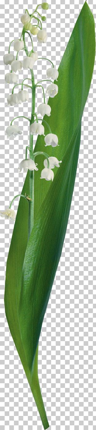 Lily Of The Valley Flower PNG, Clipart, Artificial Flower, Collage ...