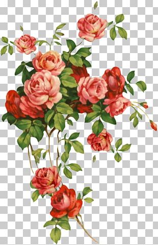 Garden Roses Watercolor: Flowers Watercolor Painting Floral Design PNG ...