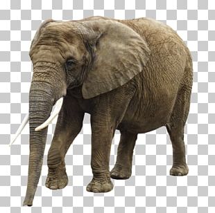 free military clipart pictures of elephants