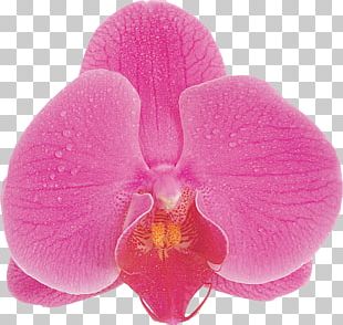 Photography Dietary Supplement Flower Blue Phalaenopsis Aphrodite PNG