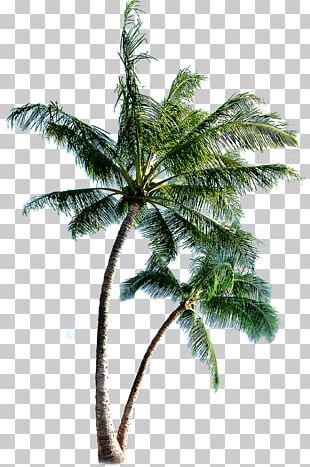 Island Eleuthera PNG