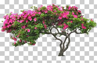 Tree Flower PNG