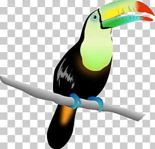 Waikiki Ukulele Hula Shinjuku Toucan PNG