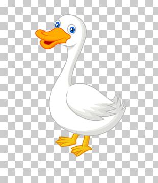 American Pekin Duck Cartoon PNG, Clipart, American Pekin, American ...