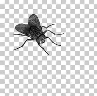 Fly PNG