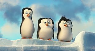 Kowalski Skipper Penguin Madagascar Nickelodeon PNG, Clipart, All Hail ...