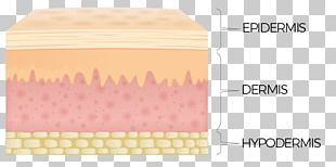 Human Skin Anatomy PNG, Clipart, Anatomy, Arm, Cross Section, Finger ...