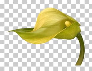 Arum Lilies Flower Yellow Arum-lily PNG