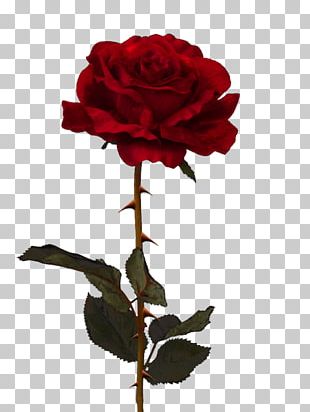 Cut Flowers Centifolia Roses Garden Roses Rosa Chinensis PNG