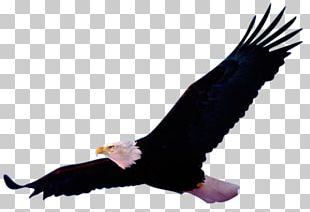 Bald Eagle Others Fauna PNG, Clipart, Accipitriformes, Animal Figure ...