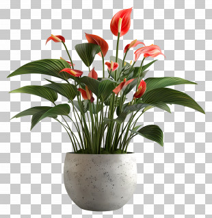 Potted Blooming Plant - Beautiful Red Anthurium Plant In Pot PNG