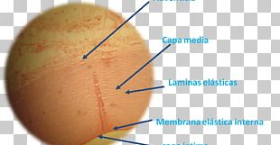 Skin Epithelium Loose Connective Tissue Histology Organism PNG