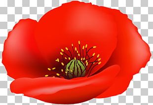 poppy png images poppy clipart free download poppy png images poppy clipart free