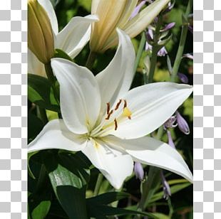 Crinum Petal Lily M PNG