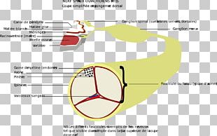 Thumb Dermatome Myotome Anatomy Sacral Spinal Nerve 1 PNG, Clipart ...