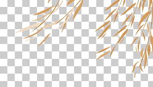 Willow Green Salix Metaglauca PNG
