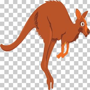 Red Kangaroo Australia Tail Quokka PNG, Clipart, Animal, Animals ...