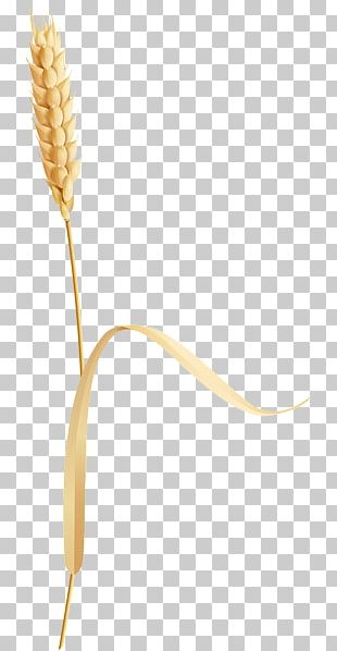 Wheat PNG, Clipart, Wheat Free PNG Download