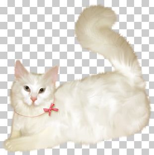 Aegean Cat Kitten Whiskers PNG, Clipart, Aegean Cat, Android, Android ...