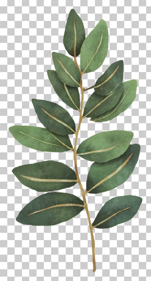 Plant Leaves - Green Plant Leaves Illustration PNG