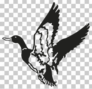 Bird Duck Water Bird Ducks, Geese And Swans Waterfowl PNG