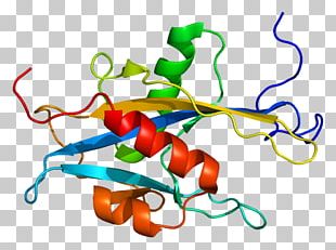 MUTYH DNA Glycosylase Gene Glycoside Hydrolase PNG