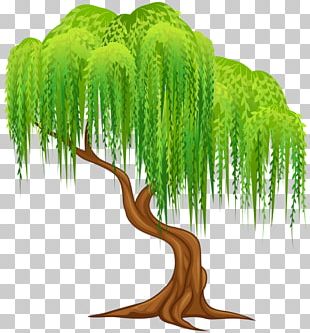 Weeping Willow Salix Alba Tree Wall Decal PNG