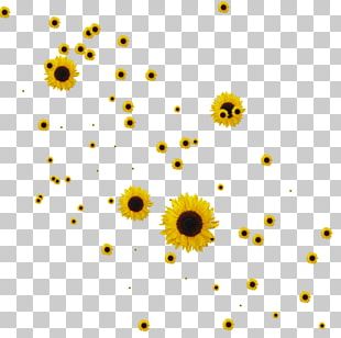 Common Sunflower Drawing PNG
