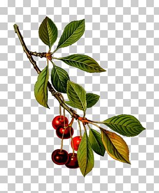Sour Cherry Manhattan Sweet Cherry Prunus Fruticosa Kxf6hlers Medicinal Plants PNG